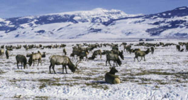 Big Bulls on Public Land – Rifle Elk Hunting – Eastmans’ Official Blog | Mule Deer, Antelope, Elk Hunting and Bowhunting Magazine