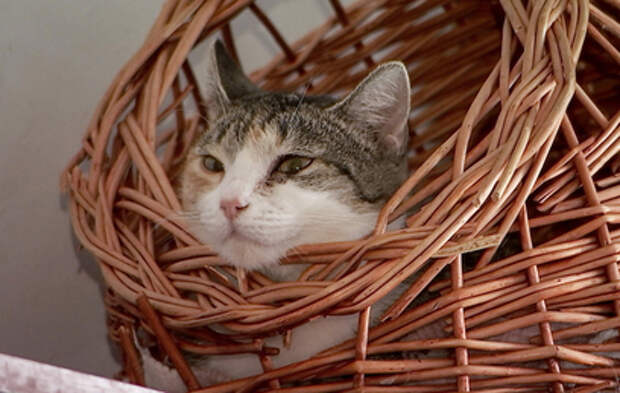 В Москве ищут хозяев для кошек из домашнего мини-приюта