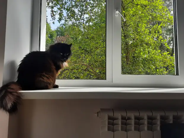 Жителям Нижнего Новгорода предложили брать домашних животных напрокат