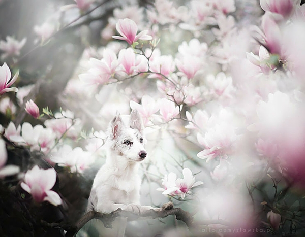 dogs_photo7
