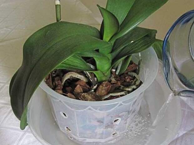 Полив орхидеи фаленопсис