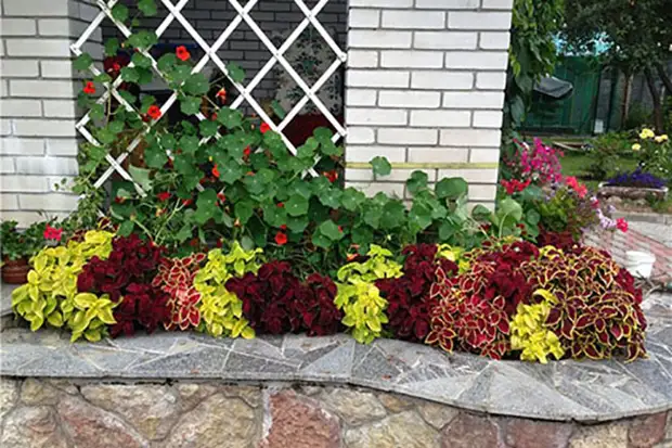 Купить саженцы колеуса в интернет-магазине "Полный дом"