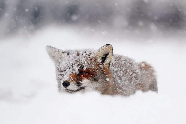 Winter Fox Photography