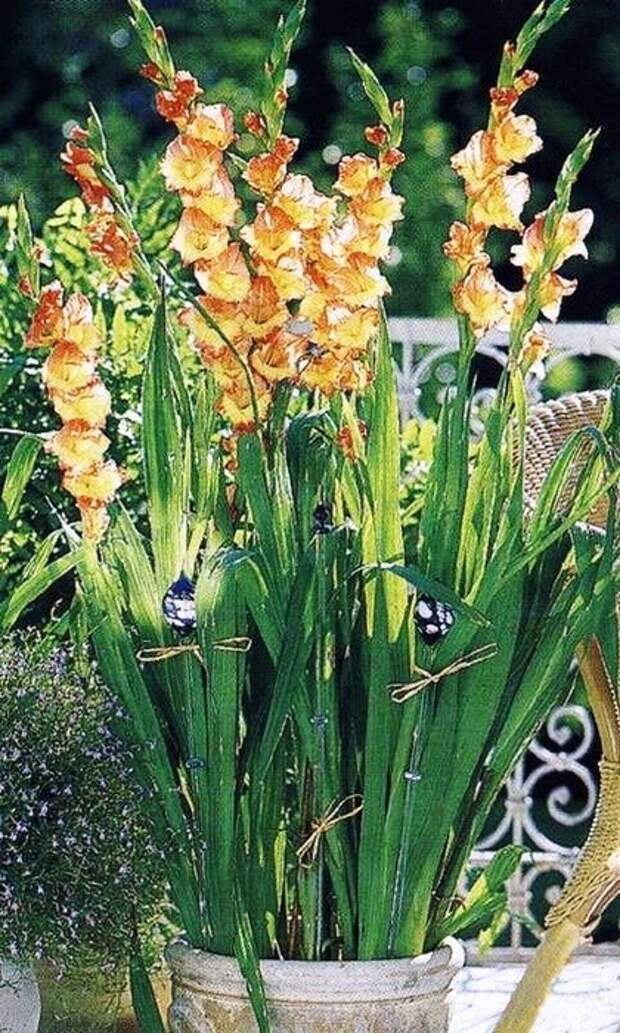 eWDNW9QgpqI (420x700, 308Kb)