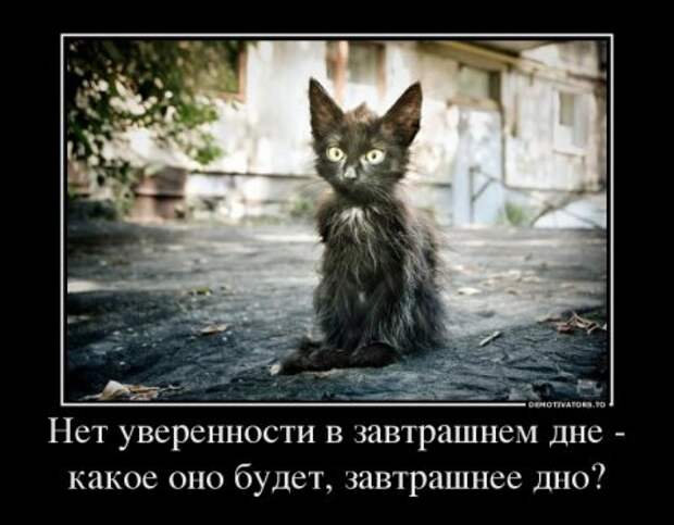 Подборка веселых и забавных демотиваторов для классного настроения