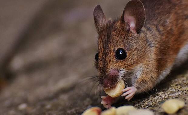 Мышь ест орехи