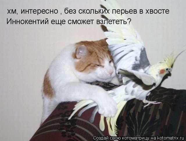 Лучшие котоматрицы недели (50 фото)