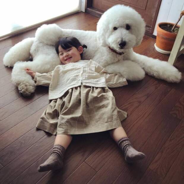 Японская девочка дружит с тремя пуделями, и их Инстаграм — милота и пушистость в тройном масштабе Instagram, в мире, животные, люди, милота, пудель, ребенок, собака