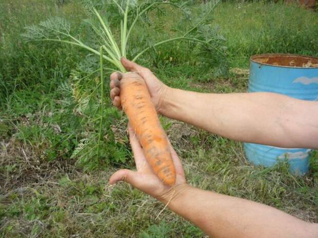 морковь в соломе