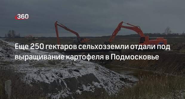 Еще 250 гектаров сельхозземли отдали под выращивание картофеля в Подмосковье