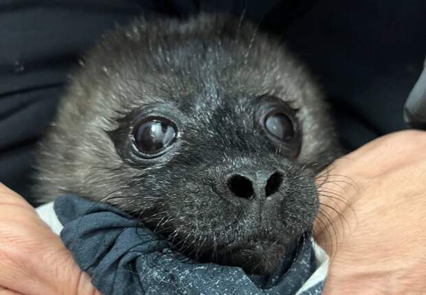 На Ладожском озере нашли двух новорождённых нерп без матерей