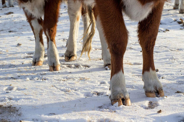 Шинделов: Новосибирской области не грозит дефицит мяса из-за заболеваний скота