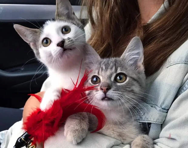Без кота и жизнь не та