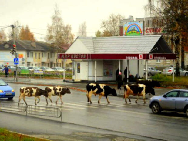 Коровы на зебре - забавно... Коровы на зебре - забавно...