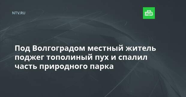 Под Волгоградом местный житель поджег тополиный пух и спалил часть природного парка