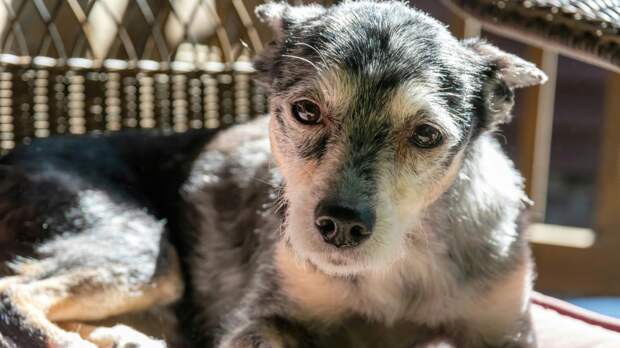 Увы, старость это не только мудрость и благородная седина. Возраст приносит собаке множество неприятностей. Фото Robin Jonathan Deutsch/Unsplash