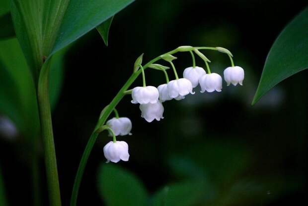 Ландыш. Фото: pixabay.com.
