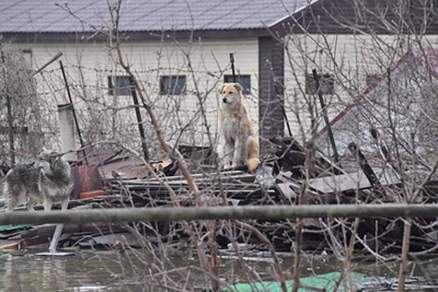 В затопленном Кургане собака вплавь добиралась до дома в поисках хозяев