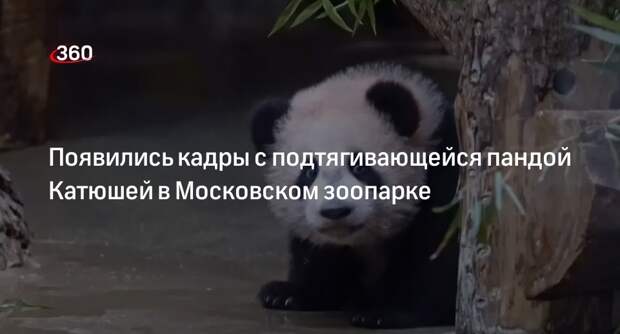 Московский зоопарк опубликовал ролик с подтягивающейся пандой Катюшей