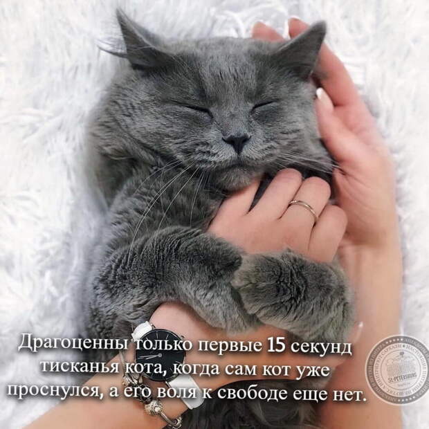 Тисканье кота