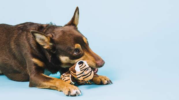 Спасите свои тапочки: почему собака грызет что ни попадя и как ее отучить от этого