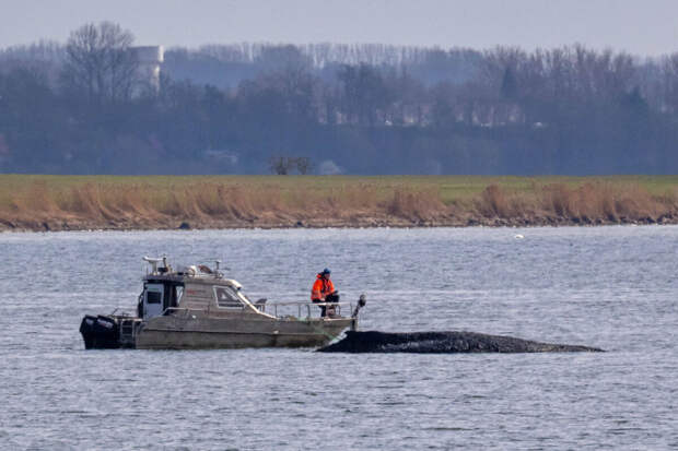 Миллионеры Карин Вальтер-Моммерт и Вальтер Гунц решили спасти кита Тимми