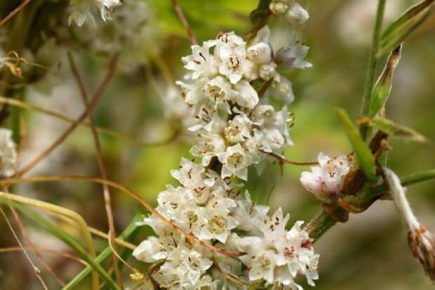 Повилика: опасный паразит, который уничтожает растения