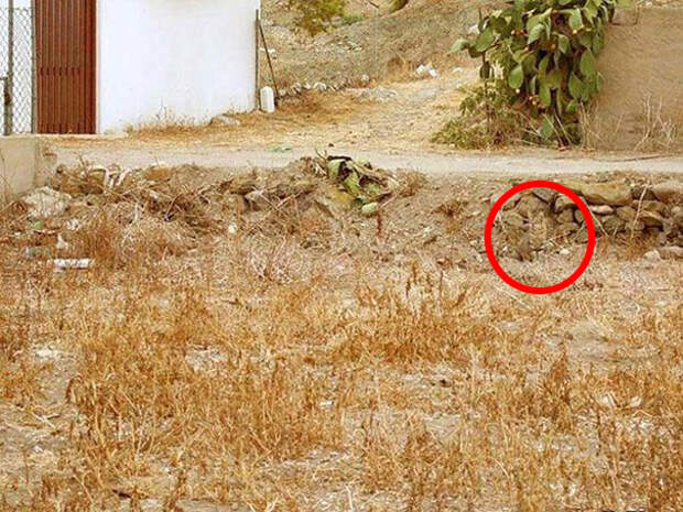 find-hidden-cat-camouflage-hide-and-seek-catouflage-161