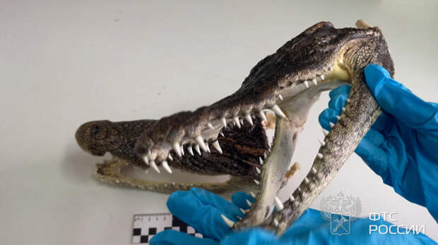 Головы крокодила найдены в чемодане вернувшегося из Таиланда новосибирца