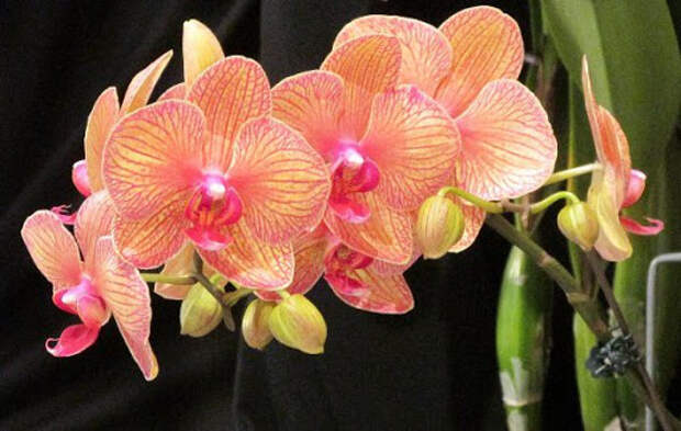 Раньше считалось, что орхидея — сильный женский талисман. Так ли это?