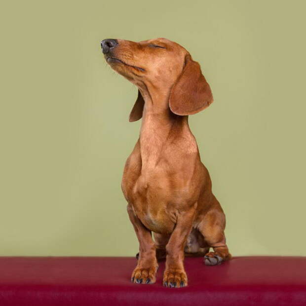 Такие разные характеры собак: фотопроект Elke Vogelsang Такие разные характеры собак: фотопроект Elke Vogelsang