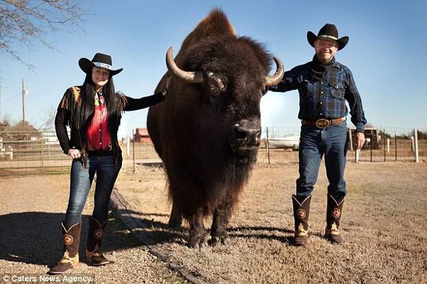 Семейная пара из Техаса держит в доме бизона весом больше тонны бизоны, животные, техас