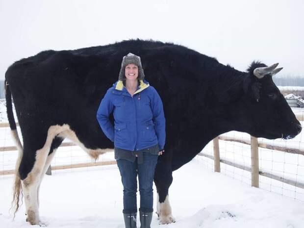 А недавно в Канаде нашли конкурента гигантского быка из Австралии - черного быка Дозера бычок, в мире, животные, новости, самый маленький, скот, теленок, фото
