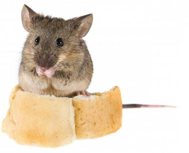 Домовые мыши: описание и фото. Кусается ли домовая мышь? Как избавиться от домовых мышей
