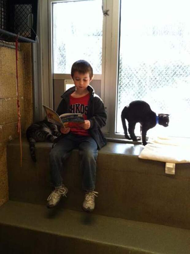 Кошки развивают детям навык чтения