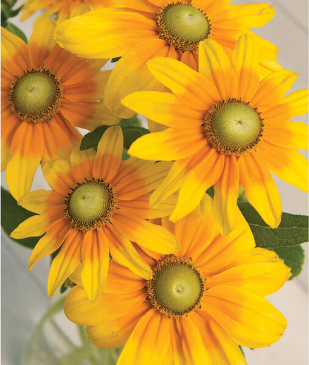 Рудбекия "Солнце Прерии" (Rudbeckia"Prairie Sun")