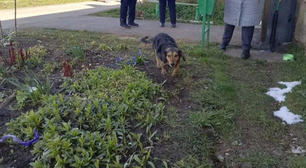 В Ленобласти пожарные спасли собаку во время пожара