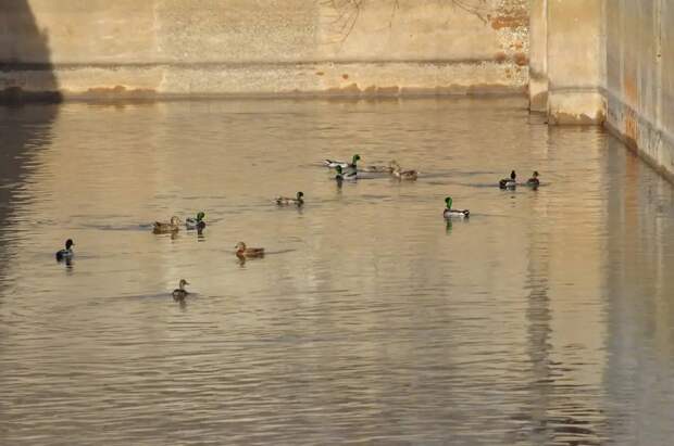 Нижегородцам рассказали о необычных обитателях нижегородской станции аэрации