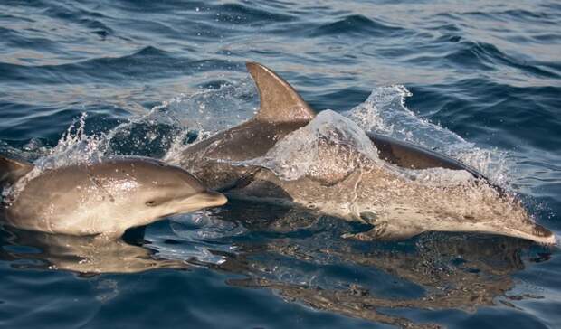 Дельфины Хитрость, дикие животные, живность, животные, интересно, природа, факты