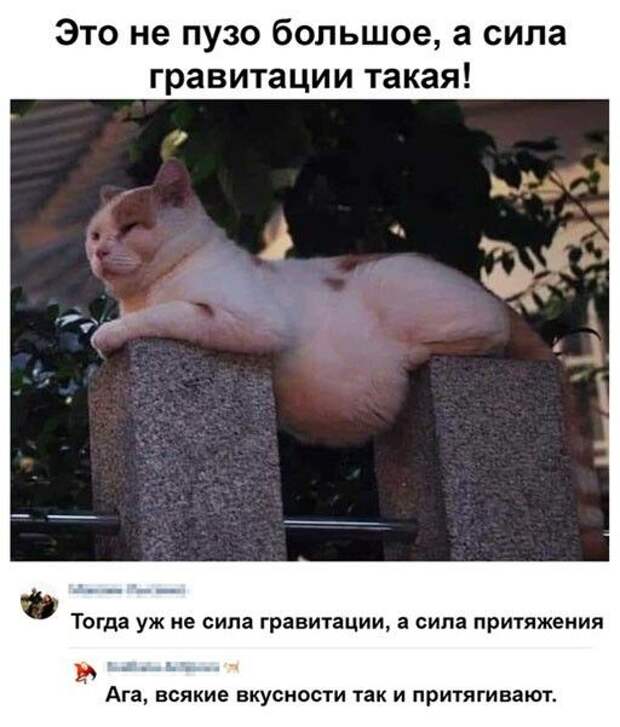 Картинки кость пушистая