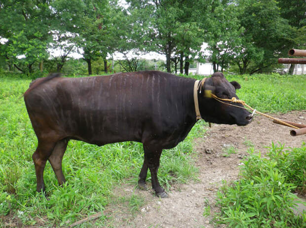 Ученые перекрасили коров в зебр и получили неожиданный эффект.