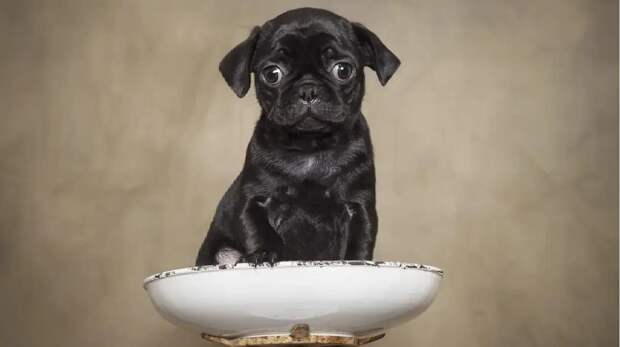 Самые смешные фото собак за 2025 год