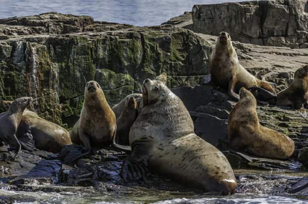 Хирурги пересадили в мозг морского льва клетки свиньи и вылечили его от эпилепсии: Новости ➕1, 13.01.2022