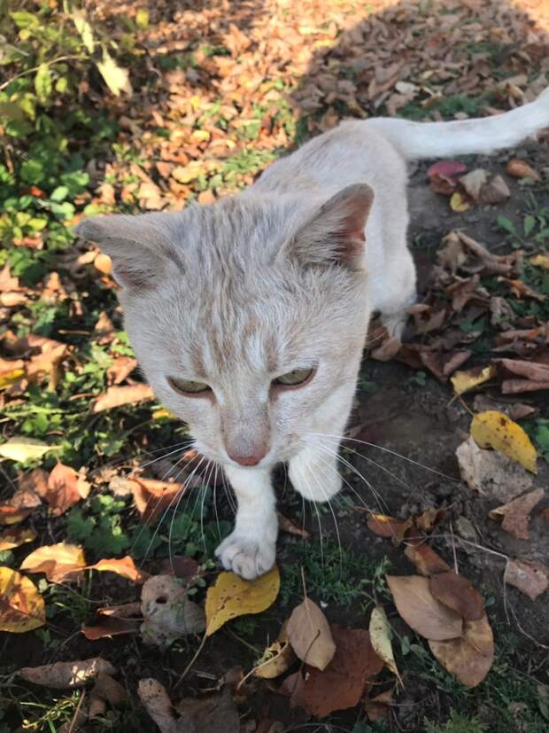 помощь коту кот на улице