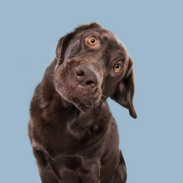 Такие разные характеры собак: фотопроект Elke Vogelsang Такие разные характеры собак: фотопроект Elke Vogelsang