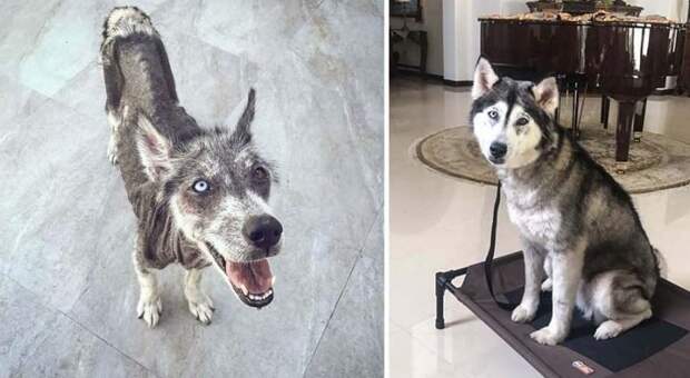 Спасенная хаски всего за 8 месяцев прошла через невероятную трансформацию до и после, животные, собака, спасение