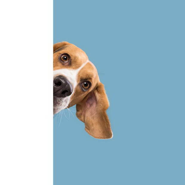 Такие разные характеры собак: фотопроект Elke Vogelsang Такие разные характеры собак: фотопроект Elke Vogelsang