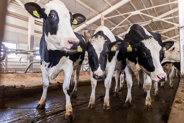 Карантин по пастереллезу снимут в Новосибирской области к 1 мая