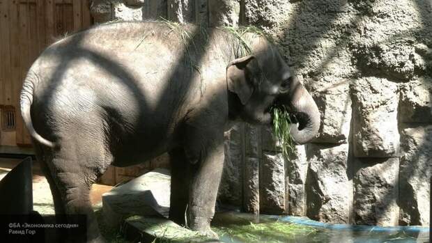 Злоумышленники накормили беременную слониху петардами в Индии