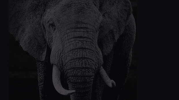 Это были снимки шотландского фотографа дикой природы David Yarrow из его книги